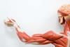  شناسایی ۲ پروتئین‌ که به ترمیم عضلات آسیب‌دیده کمک می‌کنند