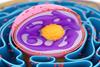  بررسی حالت اسفنجی و چسبندگی هسته سلول‌های بنیادی