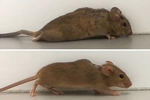 موش‌های فلج با کمک یک روش ژن‌درمانی جدید دوباره راه رفتند