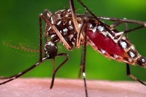 روش جدیدی برای کاهش بیماری‌های ناشی از پشه‌ها
