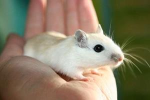  تاثیر منفی افزودنی‌های غذایی بر سلامت موش‌ها