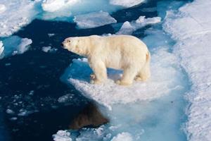  خطر انقراض خرس‌های قطبی تا سال ۲۱۰۰