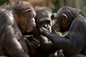  شامپانزه‌های مسن دوستان واقعی خود را گزینش می‌کنند
