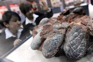 ۳۰ فسیل ۱۳۰ میلیون ساله تخم دایناسور در چین کشف شد