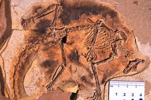 کشف فسیل قدیمی‌ترین پستاندار بالدار در چین
