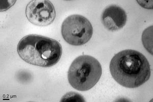  کشتن ابر ویروس‌های مقاوم به آنتی‌بیوتیک با پلیمر مصنوعی جدید