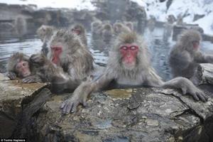 میمون‌ها برای کاهش استرس به چشمه‌های آبگرم می‌روند!