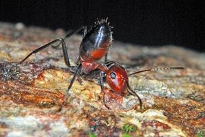  مورچه‌های "انتحاری" که در مواجهه با دشمن، خود را متلاشی می‌کنند