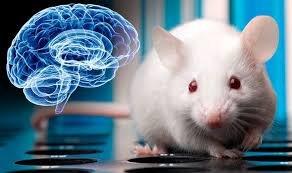 پرورش بافت مغزی انسان در موش
