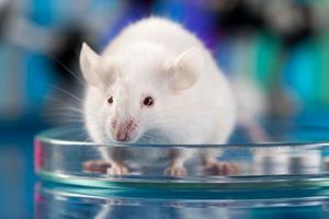 توقف چاقی موش‌ها با حذف تنها یک آنزیم