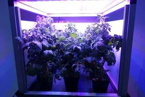  چالش ناسا برای پرورش گیاه در فضا