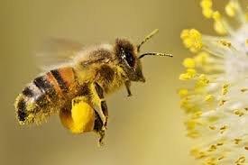 زنبورهای عسل، مفهوم صفر را درک می‌کنند