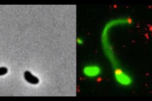 نخستین تصاویر از باکتری‌هایی که به DNA نفوذ می‌کنند