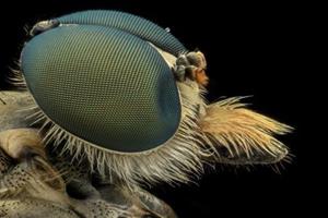  ربات‌هایی که از حرکات حشرات تقلید می‌کنند