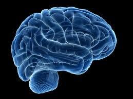  ارائه تصویر جدیدی از مغز انسان براساس آناتومی سیستم عصبی