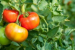 حفظ محصولات کشاورزی با کمک اسپری گوجه فرنگی!