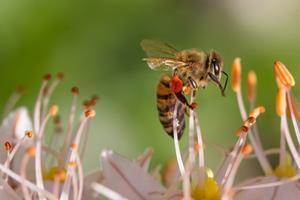  درمان آسم با سم زنبور عسل!