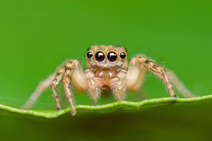  توسعه یک حسگر عمق با الهام از چشم عنکبوت جهنده