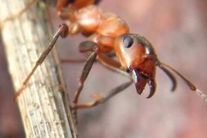  مورچه‌های چوب حافظه نامتقارن دارند