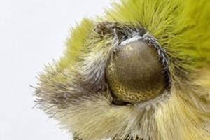  ساخت پوشش‌های آنتی‌رفلکس با الهام از چشم حشرات