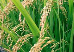 تولید برنجی متفاوت توسط دانشمندان چینی 