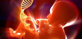 رونمایی از سرآغاز ژنتیکی جنین انسان 