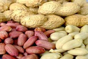 تحقیقات نشان داد:‌ افزایش طول عمر با خوردن بادام زمینی 