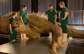 کالبدشکافی دایناسور 65 میلیون ساله در برنامه تلویزیونی 