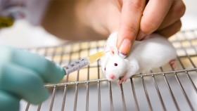 درمان موش‌های دیابتی غیرچاق با پیوند چربی قهوه‌ای 