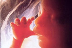 شناسایی اولین ماده غذایی که جنین می‌خورد 