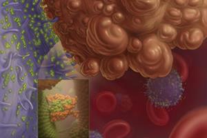 نانوکپسول‌هایی برای تشخیص و درمان سلول‌های تومور 