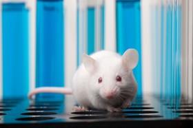 درمان اختلالات موش‌ها با تنظیم مجدد مغز آن‌ها 