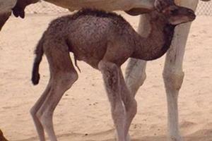 اولین شتر شبیه‌سازی شده جهان در انتظار فرزند 
