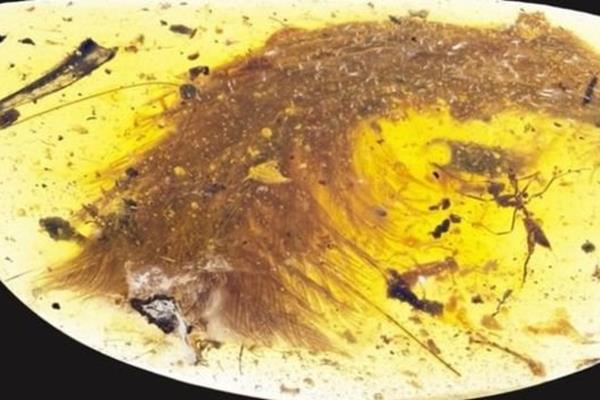 کشف دم دایناسور 100 میلیون ساله در سنگ کهربا