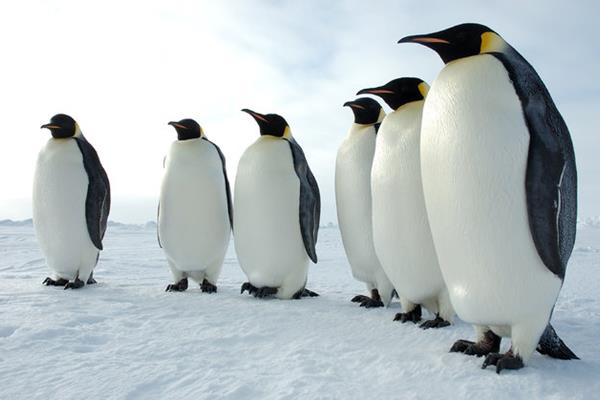 طراحی نرم افزار خودرو با الهام از استراتژی‌های شکار پنگوئن