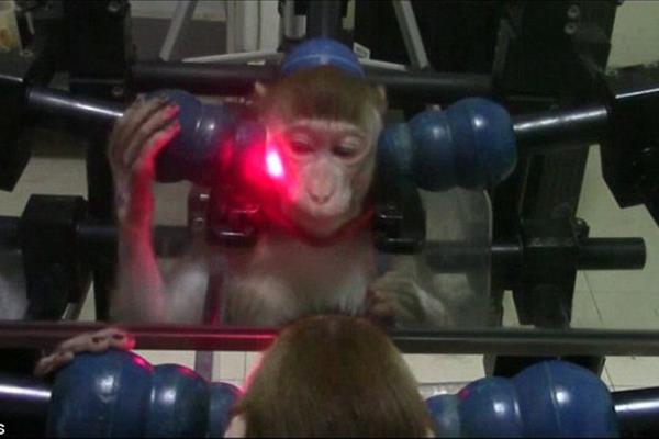 آموزش میمونها برای تشخیص چهره خود در آینه