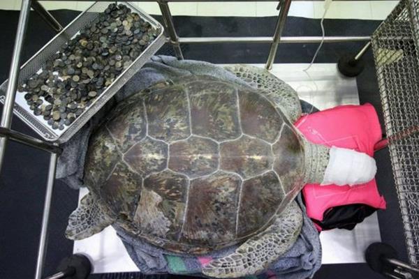 لاک‌پشت "قلکی" قبل از شکستن نجات پیدا کرد