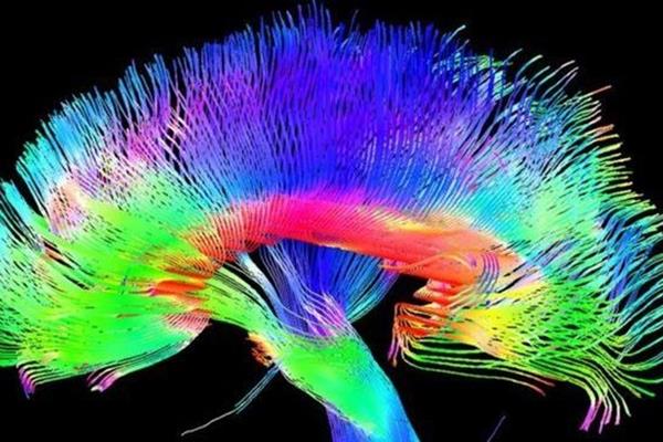 آیا مغز انسان واقعا یک اندام ویژه است؟