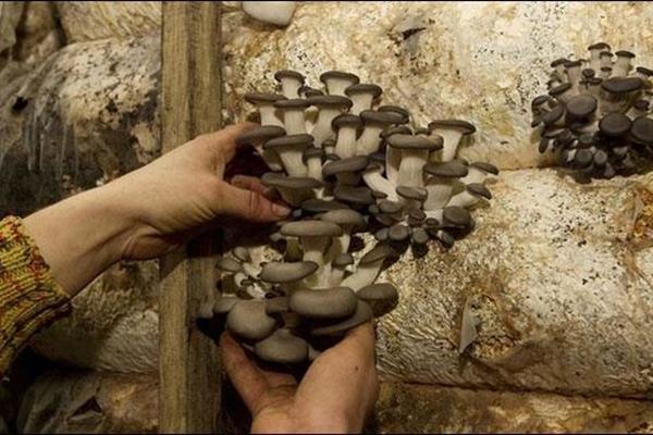 کشف فسیل قارچ 115 میلیون ساله