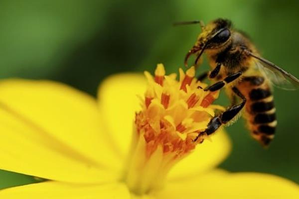 اوتیسم در زنبورها هم دیده می‌شود