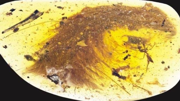 کشف دم دایناسور 100 میلیون ساله در سنگ کهربا