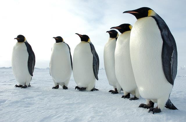 طراحی نرم افزار خودرو با الهام از استراتژی‌های شکار پنگوئن