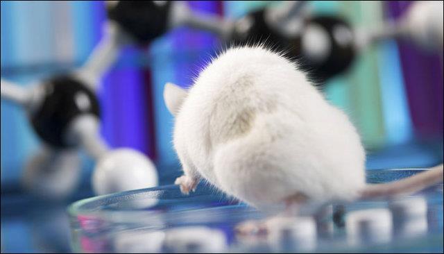 دانشمندان موش‌ها را مثل کرم‌ شب‌تاب روشن کردند