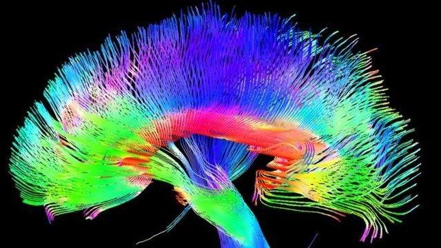 آیا مغز انسان واقعا یک اندام ویژه است؟