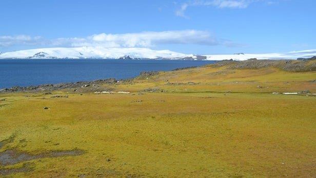 تغییر اقلیم قطب جنوب را سبز می‌کند!
