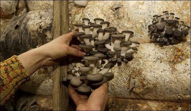 کشف فسیل قارچ 115 میلیون ساله