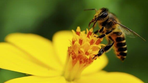 اوتیسم در زنبورها هم دیده می‌شود