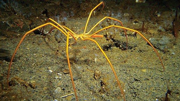 پمپاژ خون و اکسیژن توسط روده‌ها در عنکبوت‌های دریایی
