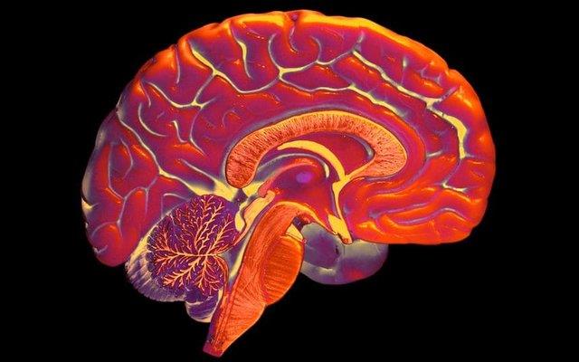 پرورش مینی‌مغز برای ترمیم مغز بیماران آلزایمر