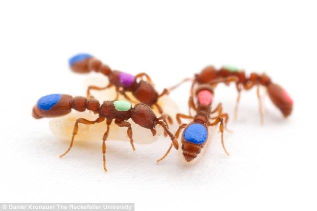 اصلاح ژنتیکی مورچه‌ها برای اولین بار